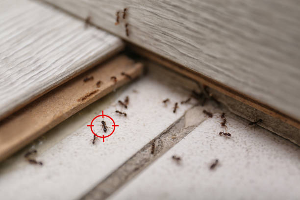 Best Bed Bug Extermination  in Sullivan, IL