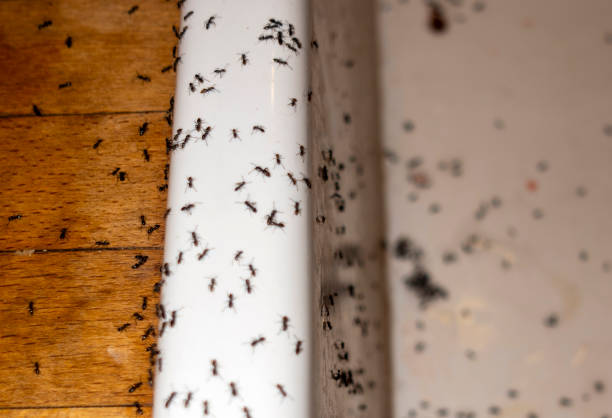 Best Spider Control Near Me  in Sullivan, IL