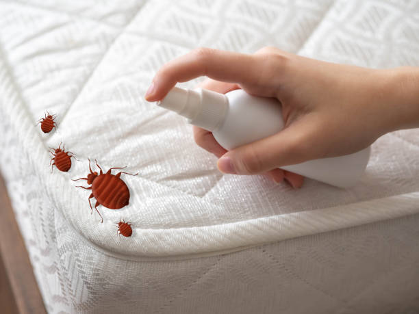 Best Ant Control Services  in Sullivan, IL